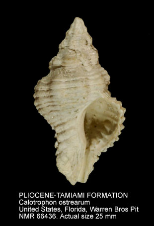 PLIOCENE-TAMIAMI FORMATION Calotrophon ostrearum.jpg - PLIOCENE-TAMIAMI FORMATIONCalotrophon ostrearum(Conrad,1846)